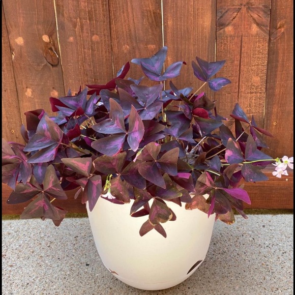 ❤️BOOKMARK🌟POSH AMBASSADOR🌟     Maria L - Picture 4 of 16